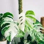 Monstera