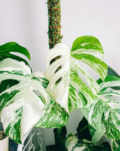 Monstera