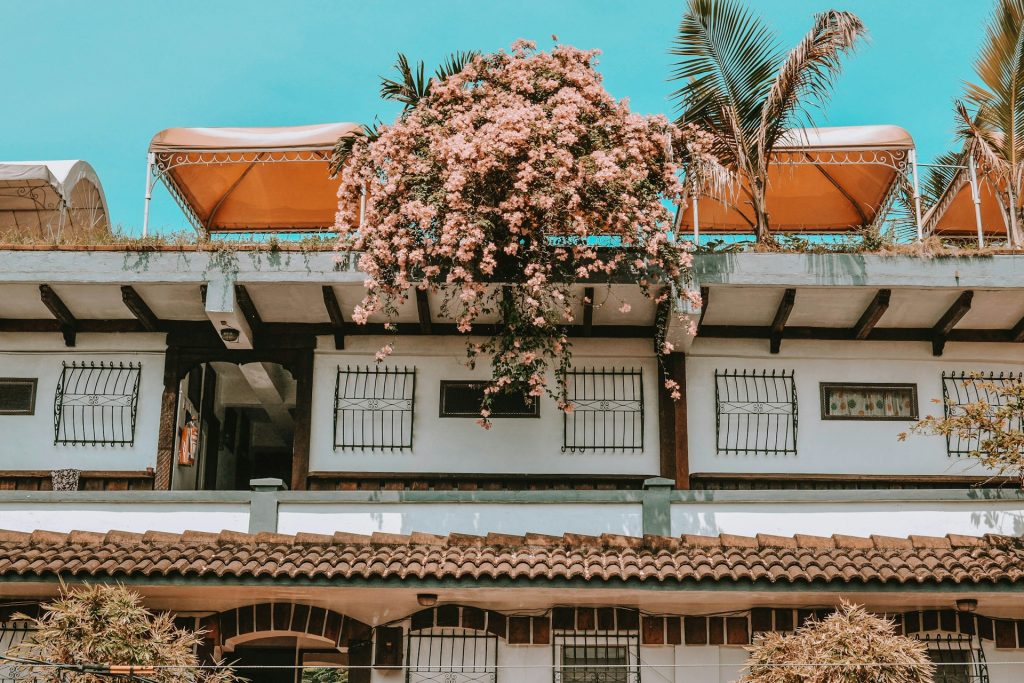 Buganvilla en azotea de edificio