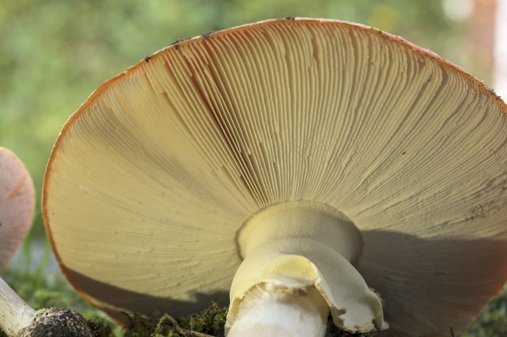 amanita muscaria