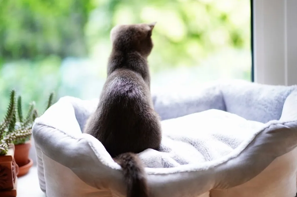 Gato mirando por la ventana