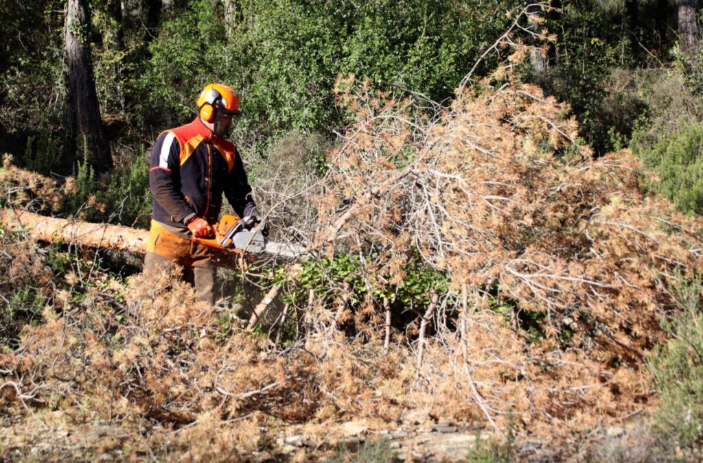 Un operari talla un arbre tocat de mort a una finca de Sant Quirze Safaja, al Moianès. Foto: Laura Busquets/acn