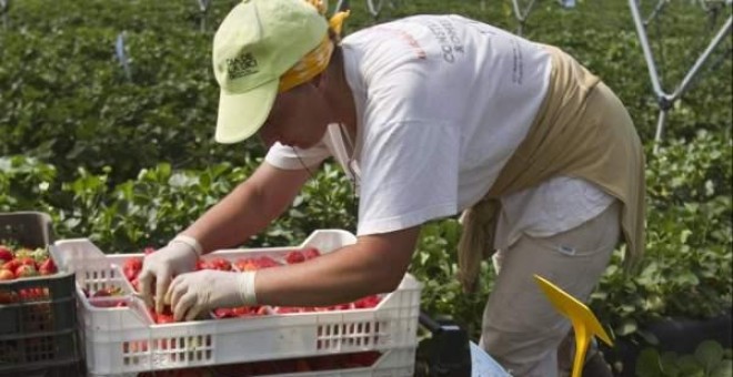 Una mujer recolectando fresas en Palos de la Frontera, Huelva. / EFE