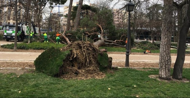 Medio ambiente: Los árboles enfermos de Madrid: 12.852 talas por riesgo de  caída en dos años | Público