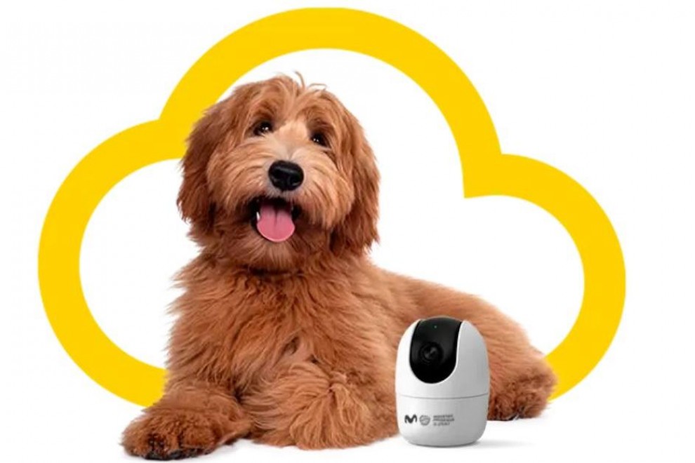 Las mejores cámaras de vigilancia para perros