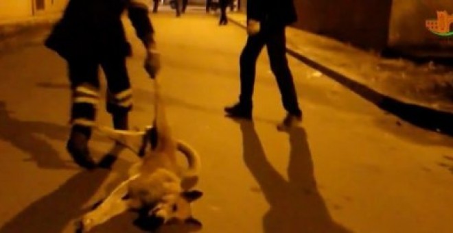 Imagen del vídeo en el que se ve cómo matan a varios perros a balazos