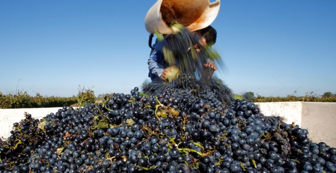 Un hombre recoge la cosecha de uvas en un viñedo de Soltvadkert/REUTERS