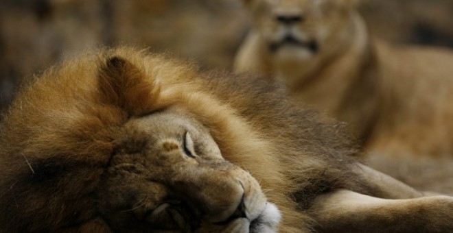 CAZA ILEGAL: Varios leones devoran a un cazador furtivo en Sudáfrica |  Público