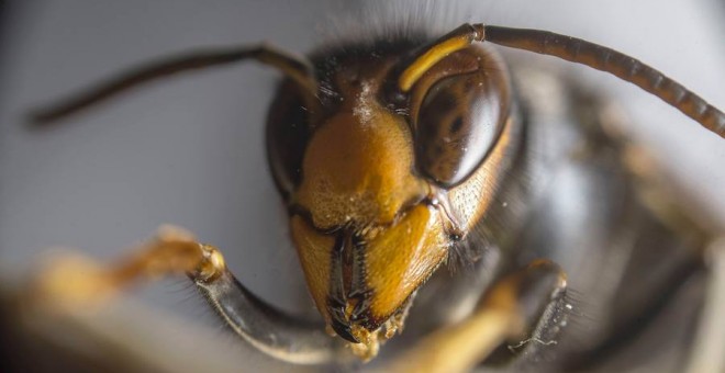 Un ejemplar de avispa asiática. EFE