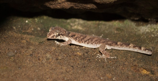 Gecko de Durrell