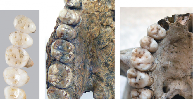 Dentadura de H. Luzonensis, H. Herectus y H. Sapiens / © Callao Cave Archaelogy Projet