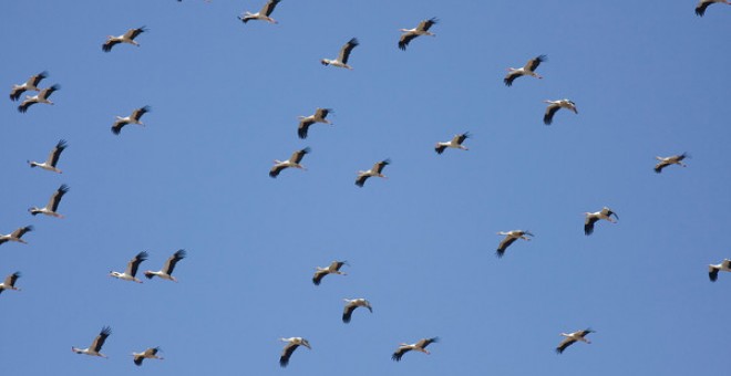 Crisis Climatica La Crisis Climatica Corta Las Alas A Las Aves Migratorias Publico