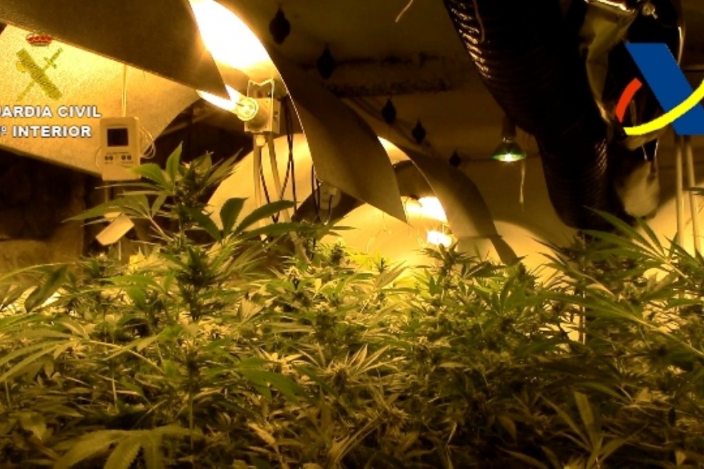 Image de l'une des onze plantations dans lesquelles des graines de cannabis ont été produites est intervenu dans l'opération INXER-TORO développée conjointement par la Garde civile et l'administration fiscale.