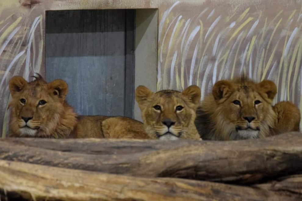 Guerra Rusia - Ucrania: España rescata a cuatro leones de un centro de  conservación de Kiev para evitar el tráfico de especies en plena guerra |  Público