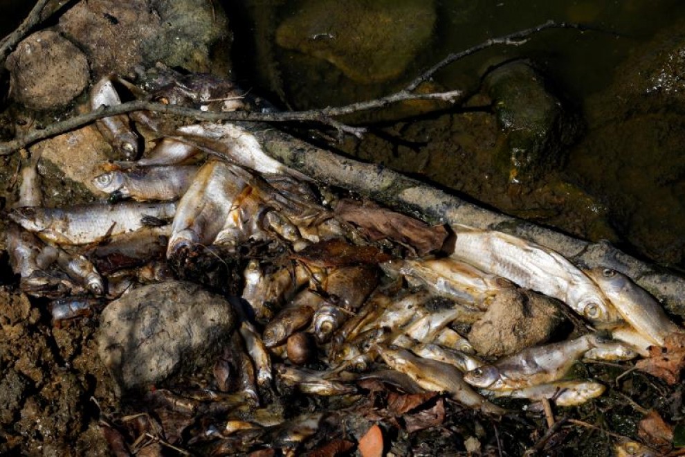 Los peces yacen muertos en un estanque en Neuvy-Saint-Sepulchre (Francia) el 9 de agosto de 2022 REUTERS