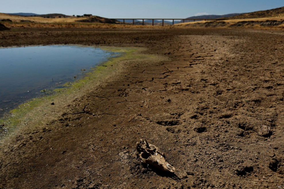 El cráneo de una oveja yace en suelo seco durante la severa sequía registrada en el embalse de Cijara, en Villarta de los Montes, España, el 6 de agosto de 2022.