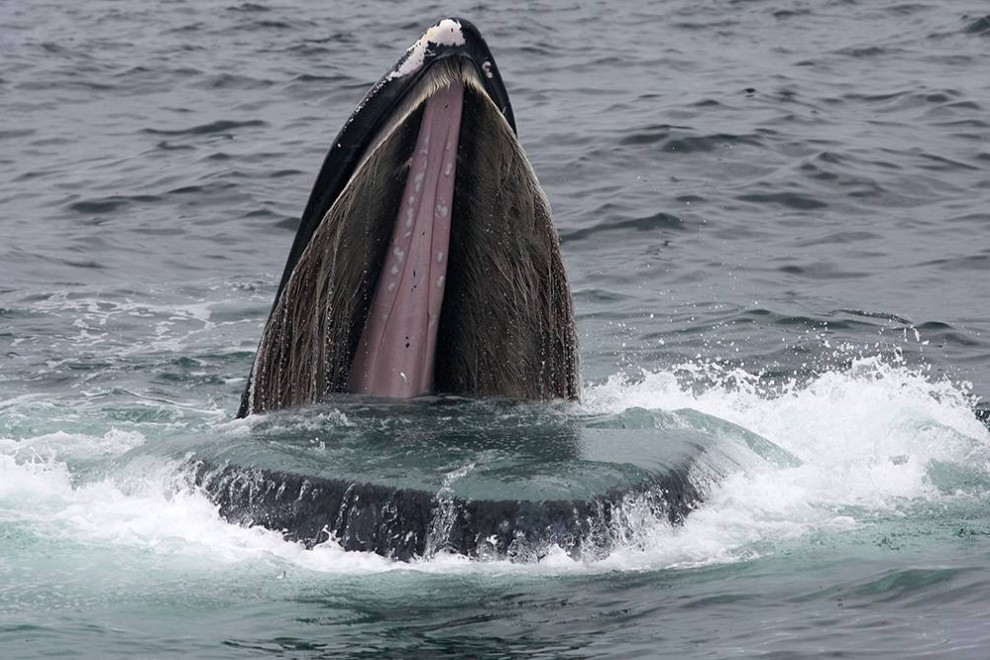 Ballena jorobada