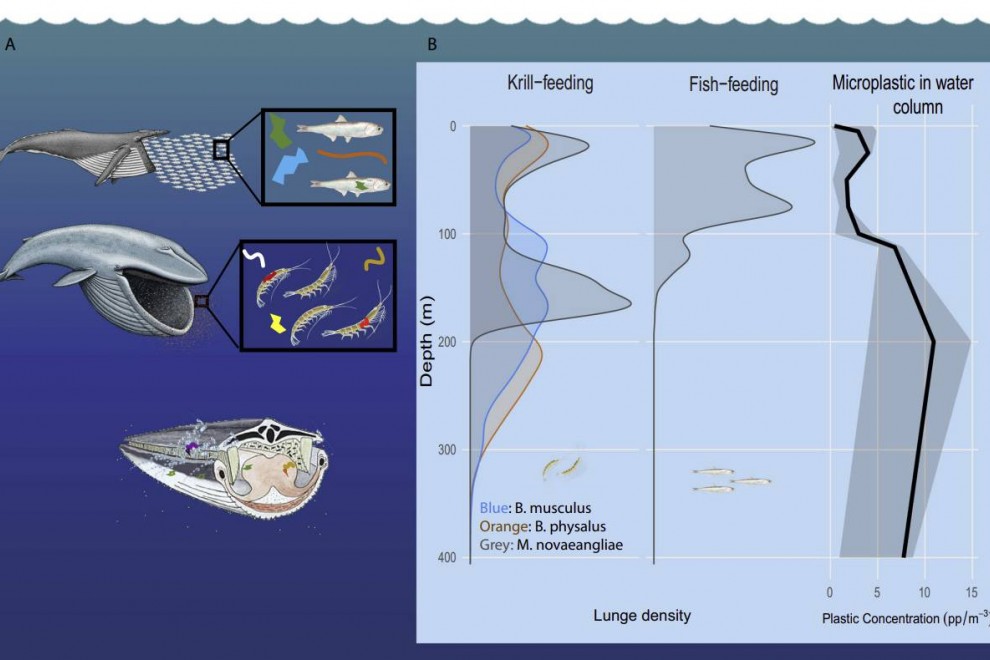 Grafico de las ballenas