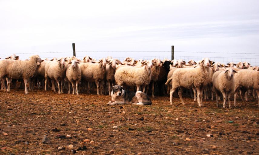 Un rebaño de ovejas vigilada por un perro en la localidad de Armuña, en Segovia. LUCÍA VILLA