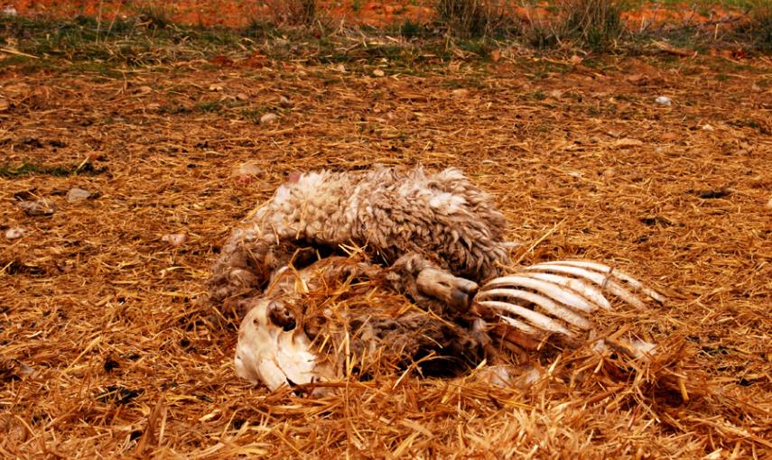 Restos de una oveja muerta en los pastos de Armuña, en Segovia. LUCÍA VILLA