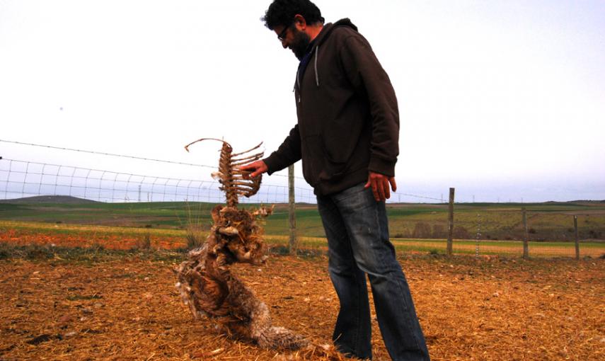 El ganadero Fernando Pastor sostiene los restos de una oveja muerta en Armuña, Segovia. LUCÍA VILLA