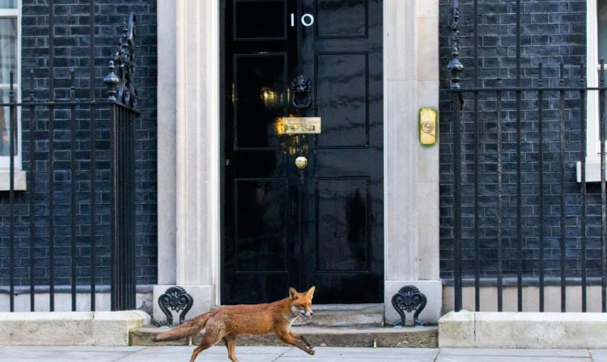 Un zorro pasa ante la puerta del número 10 de Downing Street. / JUSTIN TALLIS (AFP)