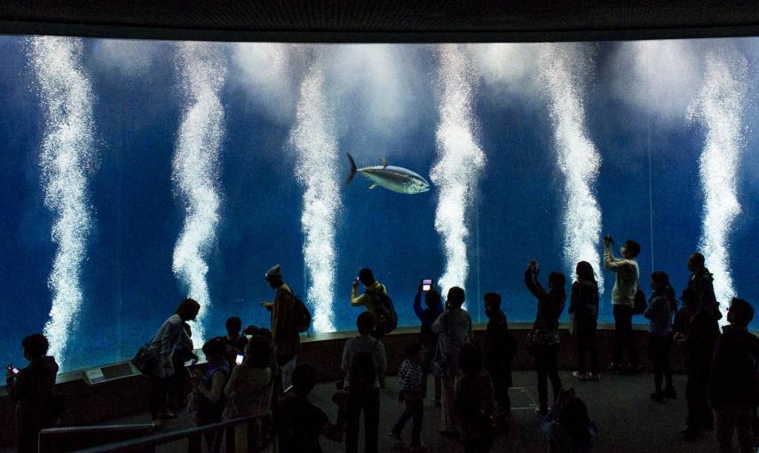 La gente mira un atún de aleta azul del Pacífico en un tanque del Tokyo Sea Life Park, en Tokio. /THOMAS PETER (REUTERS)