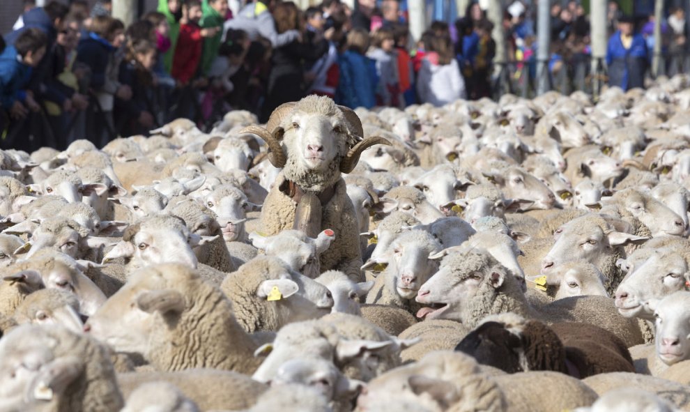 En torno a 2.000 ovejas, acompañadas por sus pastores, atraviesan la localidad abulense de Arévalo en dirección a Madrid, dentro de la I Fiesta de la Mesta, para reivindicar la antigua práctica de la trashumancia, tal y como defiende la Asociación Trashu