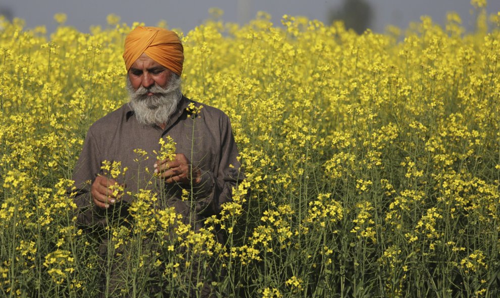 El agricultor indio Kuldeep Singh observa flores de mostaza en una plantación en la localida de Othian, a unos 25 kilómetros de Amritsar.  EFE/Raminder Pal Singh