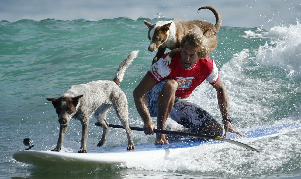 El entrenador de perros y ex campeón de surf australiano Chris de Aboitiz hace surf con sus perros Millie y Rama en Palm Beach, Sydney ./ REUTERS / Jason Reed