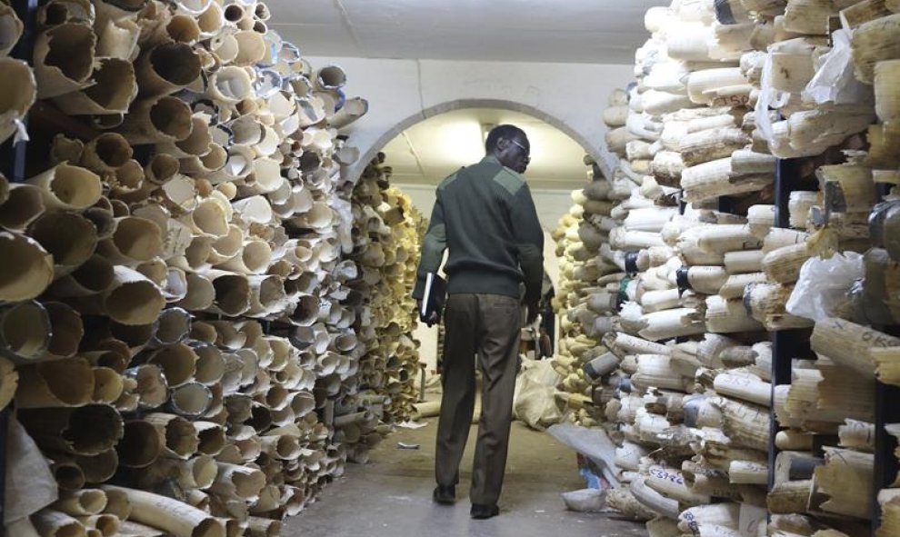 Un vigilante observa los miles de colmillos de elefantes de marfil incautados en el Parque Nacional de Zimbabue en Harare, Zimbabue. EFE/Str