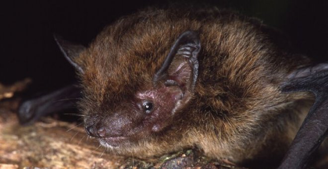El murciélago (Pipistrellus murrayi) que se ha extinguido de la Isla de Navidad. / IUCN
