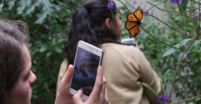 Las mariposas aumentan de manera considerable con el crecimiento de las ciudades - EFE