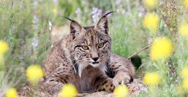 Fotografía de archivo de un lince ibérico. - EUROPA PRESS