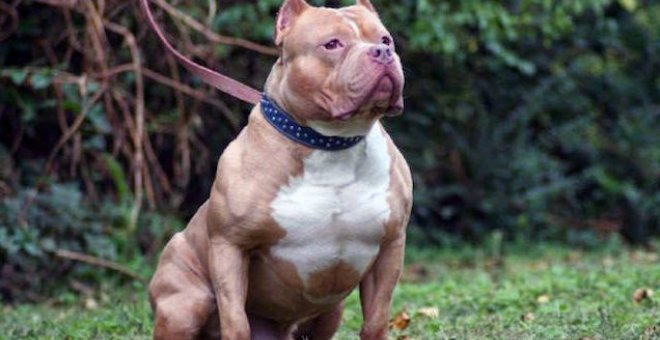 Imagen de un perro de raza pitbull/EFE