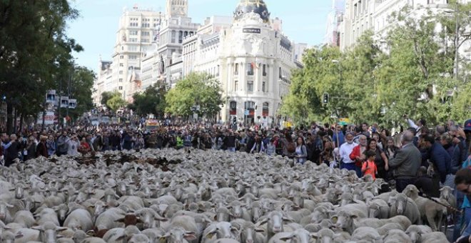 Ovejas en la Fiesta de la Transhumancia./EP