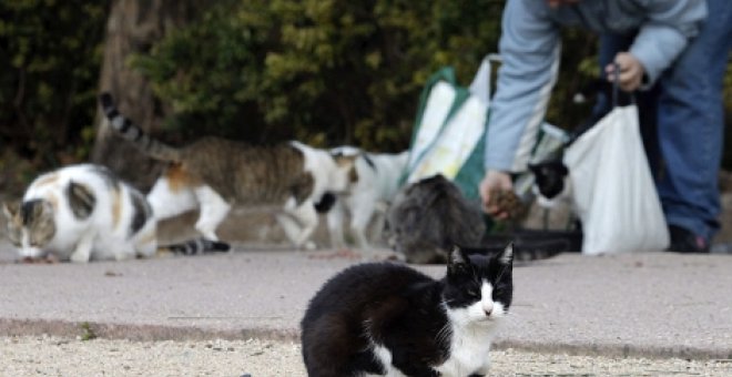 Un hombre alimenta una colonia de felinos en València. / EFE