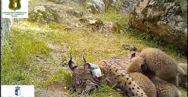 Las cuatro crías de lince ibérico y su madre. TWITTER DE FRANCISCO MARTÍNEZ ARROYO