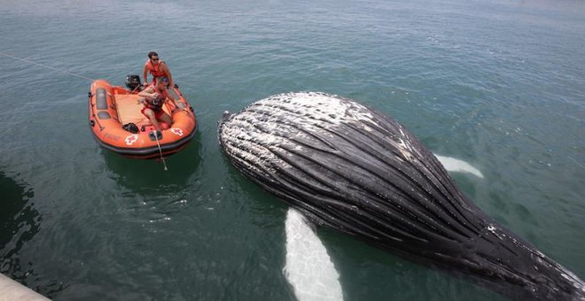 22/6/2019.- El cadáver de un cetáceo, al parecer una cría de ballena, ha aparecido este sábado varado en la escollera que da acceso al puerto de Gandia. El hallazgo se ha producido esta mañana y hasta la zona han acudido agentes de la Policí