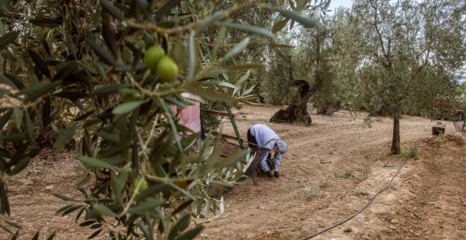 Recogida tradicional de la aceituna en una finca de El Viso del Alcor (Sevilla). EFE / Archivo