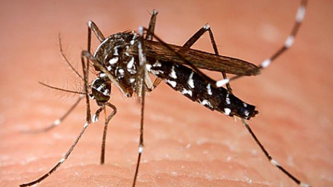 Mosquito tigre (Aedes albopictus)