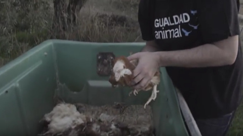 Fotograma del vídeo difundido por Igualdad Animal cuando recogen a Jane del contenedor.