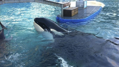 La orca Lolita en en su tanquee del acuario de Miami.- EFE