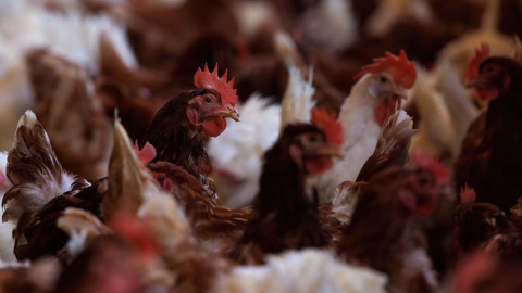 Imagen de archivo de aves de corral en una granja.