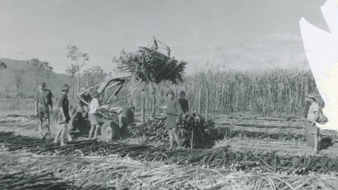 Emigrantes españoles, en una plantación de caña de azúcar en Australia.