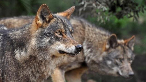 Ejemplar de lobo ibérico. EFE