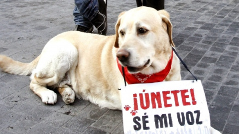 Imagen de una manifestación para solicitar el endurecimiento de las penas por maltrato animal. EFE/Kote Rodrigo