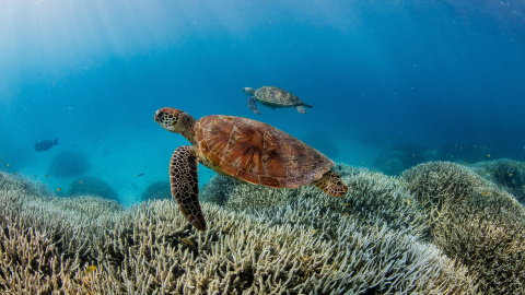 Imagen de la Gran Barrera de Coral, en Australia, a 8 de marzo de 2024.