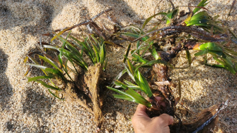 Plantes de posidònia arrencades per les àncores de les embarcacions a la Cala del Vedell