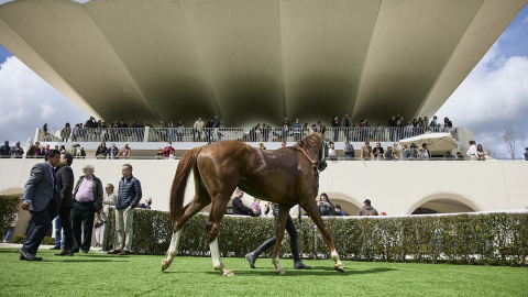 03/08/2022, Un caballo pasa junto al público en una de las primeras carreras de caballos de la temporada, en el Hipódromo de La Zarzuela de Madrid, a 10 de abril de 2022, en Madrid (España).